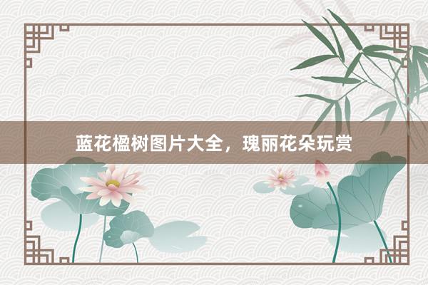 蓝花楹树图片大全,瑰丽花朵玩赏